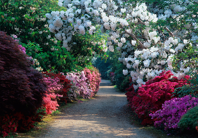 Copy_of_Exbury_Gardens_Home_Wood_pathway_in_May_Colin_Roberts_low_res_012_thumb_big